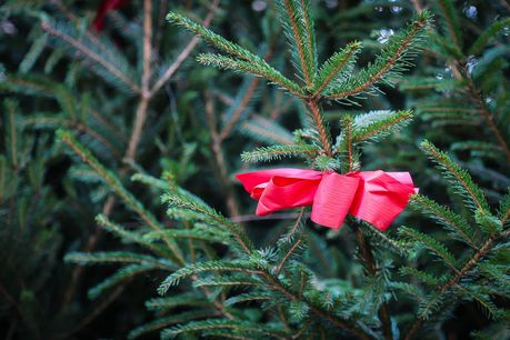 Das Foto zeigt einen Weihnachstbaum