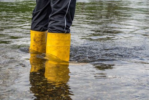 Foto: Animaflora_PicsStock - stock.adobe.com